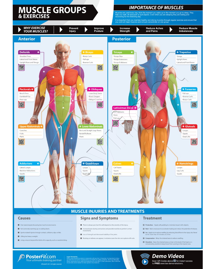 Muscle Groups and Exercises Wall Chart Poster