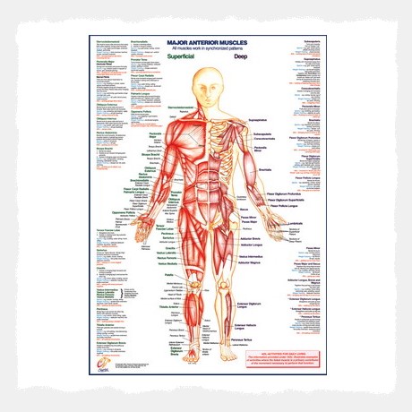 Muscle Anatomy Anterior Wall Chart Poster