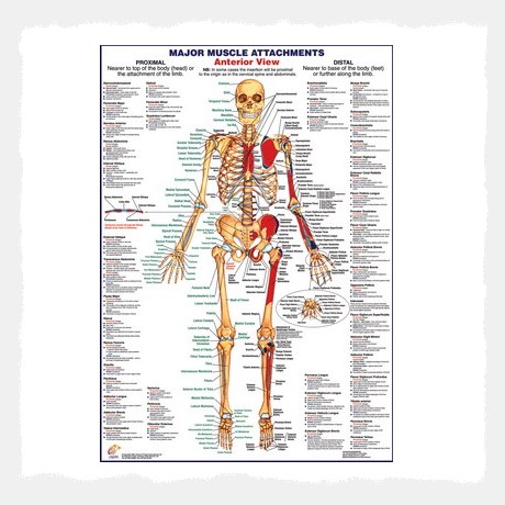 Muscle Attachments Anterior View  Wall Chart Poster