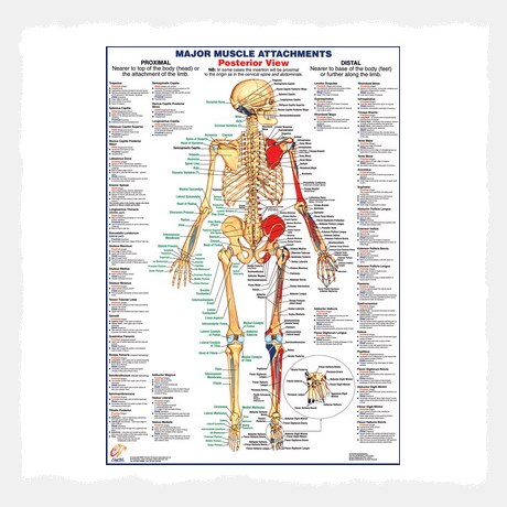 Muscle Attachments Posterior View Wall Chart Poster
